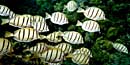 A school of convict tang congregate in waters just beyond the reef A school of convict tang congregate in waters just beyond the reef