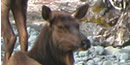closeup of cow elk face closeup of cow elk face