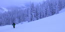 snow covered forest and meadow snow covered forest and meadow
