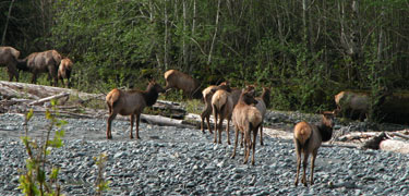 Olympic National Park - Roosevelt Elk