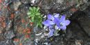 star-shaped purple flowers growing in a crack of a rock star-shaped purple flowers growing in a crack of a rock