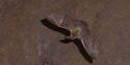 A bat in caves at Pinnacles NM A bat in caves at Pinnacles NM