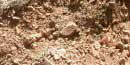 A close-up view of rhyolite breccia