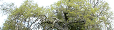 New leaves sprout on a deciduous oak in spring