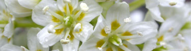 Death camas
