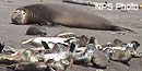 Bull elephant seal with harbor seals Bull elephant seal with harbor seals