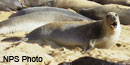 Elephant seals at the main colony at Point Reyes Elephant seals at the main colony at Point Reyes