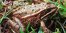 California red-legged frog California red-legged frog
