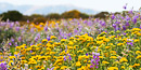 Alpine wildflowers Alpine wildflowers