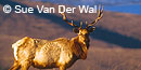 Tule Elk Tule Elk
