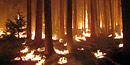 Wild fire burning in a forest Wild fire burning in a forest