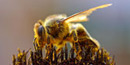 Bee collecting pollen Bee collecting pollen
