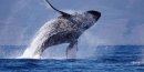 Humpback Whale Breaching Humpback Whale Breaching