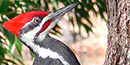 Pileated Woodpecker Pileated Woodpecker