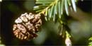 redwood cone redwood cone