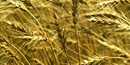 Golden wheat growing on stalks. Golden wheat growing on stalks.