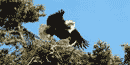 Bald eagle feeding young. Bald eagle feeding young.