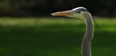 The very tall Great Blue Heron often seen hunting gophers in open fields.