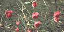 Fairy lantern wildflowers. Fairy lantern wildflowers.