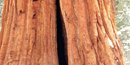 Sequoia bark. Sequoia bark.