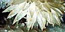 Beautiful white spar crystals. Beautiful white spar crystals.