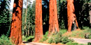 The Four Guardsmen (four sequoias), with the Generals Highway running between them. The Four Guardsmen (four sequoias), with the Generals Highway running between them.