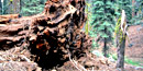 Toppled sequoia tree. Toppled sequoia tree.