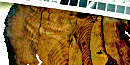 Sequoia cross-section shows evidence of much fire damage and recovery Sequoia cross-section shows evidence of much fire damage and recovery