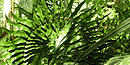 Fern - War in the Pacific Fern - War in the Pacific