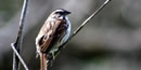 singing sparrow singing sparrow