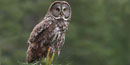 Great gray owl (photo by Cameron Rognan) Great gray owl (photo by Cameron Rognan)