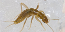 A grylloblattid crawling over ice. A grylloblattid crawling over ice.