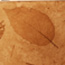 Fossil Flora