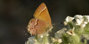Image of a cedar hairstreak butterfly Image of a cedar hairstreak butterfly