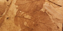Image of fossilized alder leaves Image of fossilized alder leaves