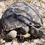 Desert Tortoise