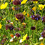 colorful wildflowers