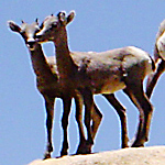 two young bighorn sheep