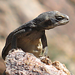 western chuckwalla