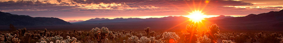 Sunrise at the Cholla Cactus Garden