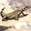 Reptile Checklist