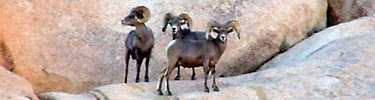 bighorn sheep