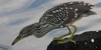auku