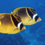 List of Fishes