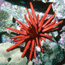 Marine invertebrates