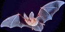 Townsend's Big-eared Bat Townsend's Big-eared Bat