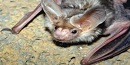 Pallid Bat Pallid Bat