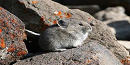 American Pika American Pika