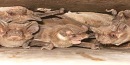 Bats Bats
