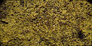 Cave Slime Cave Slime
